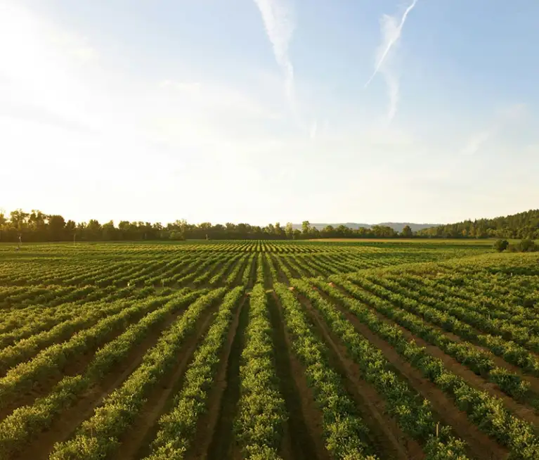 Discover the role of soil microbial activity in improving nutrient availability, soil fertility, and long-term crop productivity.