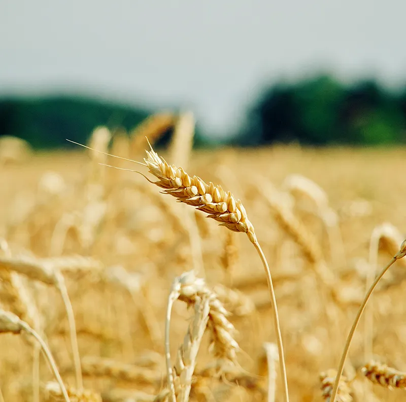 Learn why organic carbon is essential for soil fertility, nutrient retention, microbial activity, and long-term agricultural productivity.