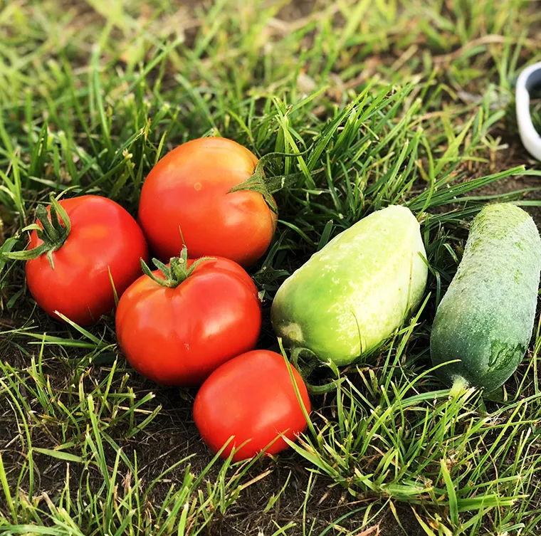 Discover how organic manure improves soil fertility, enhances crop growth, and supports sustainable farming practices.