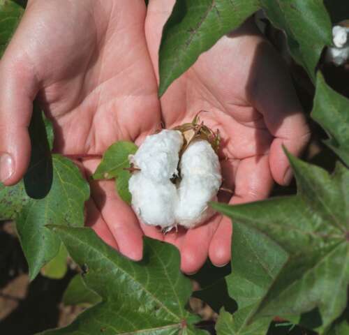 Learn why organic carbon is essential for soil fertility, nutrient retention, microbial activity, and long-term agricultural productivity.