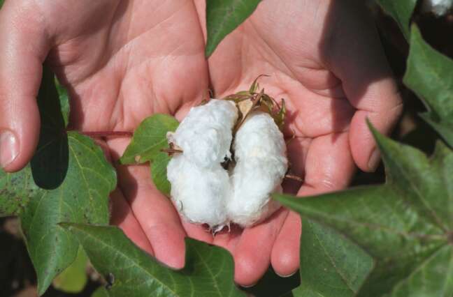 Learn why organic carbon is essential for soil fertility, nutrient retention, microbial activity, and long-term agricultural productivity.