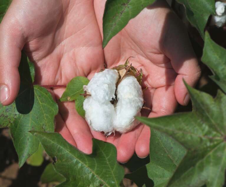 Learn why organic carbon is essential for soil fertility, nutrient retention, microbial activity, and long-term agricultural productivity.