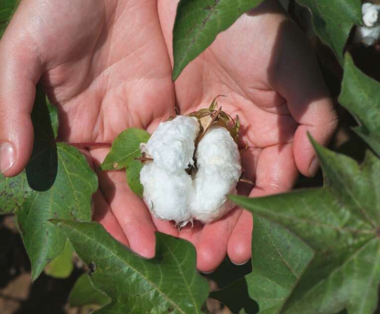 Learn why organic carbon is essential for soil fertility, nutrient retention, microbial activity, and long-term agricultural productivity.