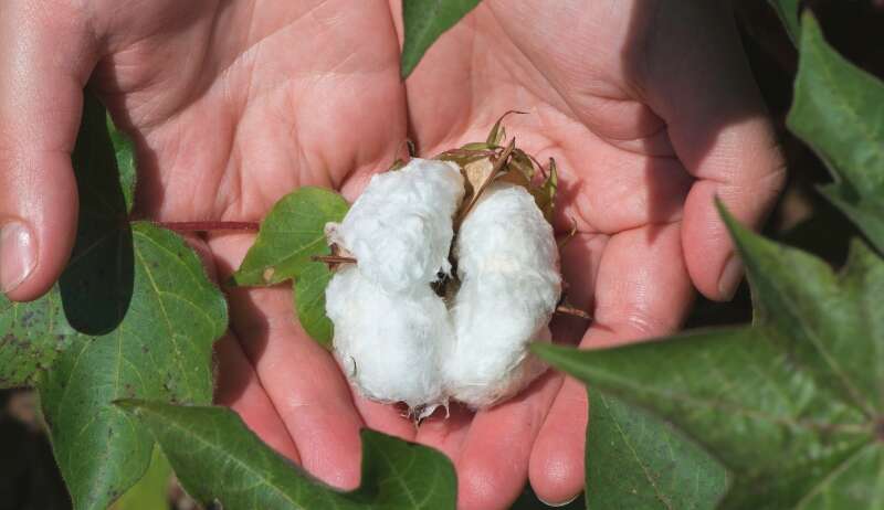 Learn why organic carbon is essential for soil fertility, nutrient retention, microbial activity, and long-term agricultural productivity.