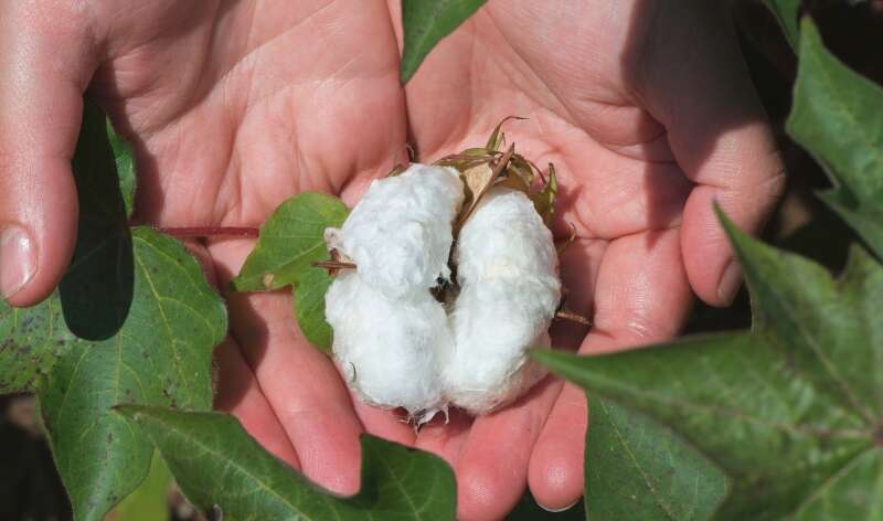 Learn why organic carbon is essential for soil fertility, nutrient retention, microbial activity, and long-term agricultural productivity.