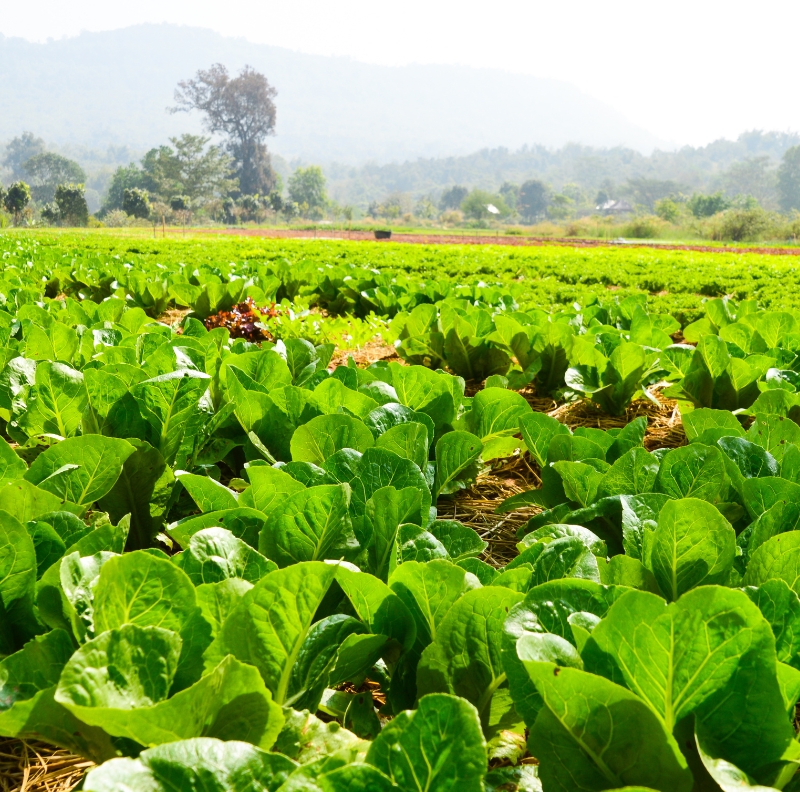 Discover how organic manure improves soil fertility, enhances crop growth, and supports sustainable farming practices.