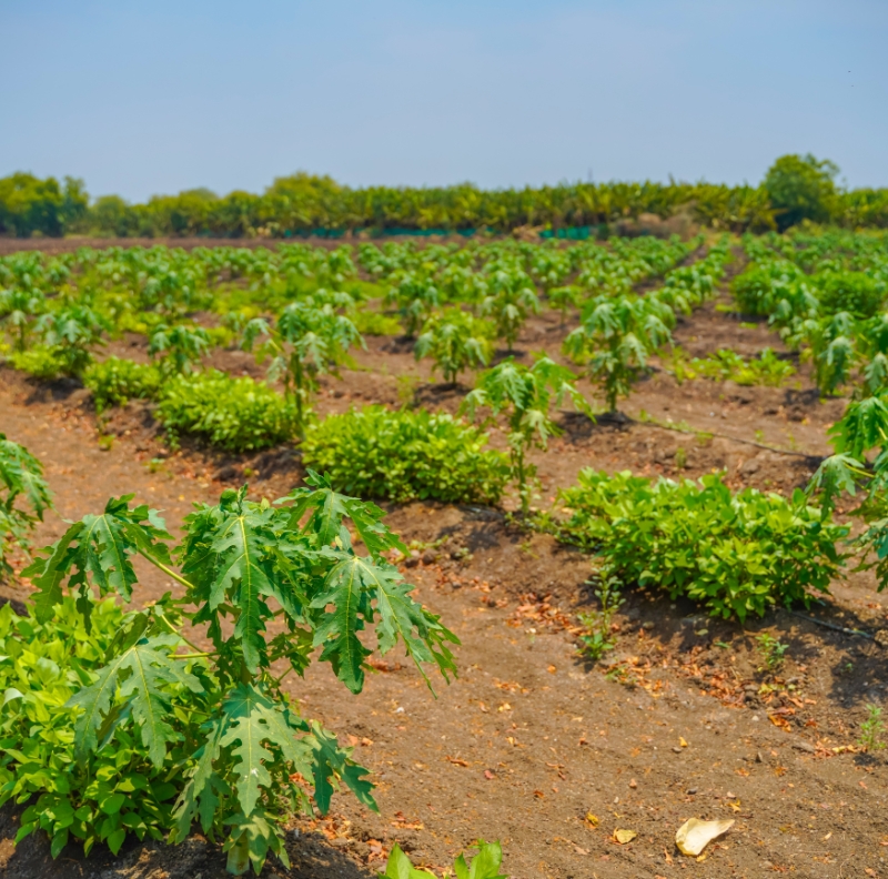 Discover how organic manure improves soil fertility, enhances crop growth, and supports sustainable farming practices.