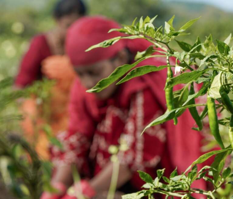 Discover how organic manure improves soil fertility, enhances crop growth, and supports sustainable farming practices.