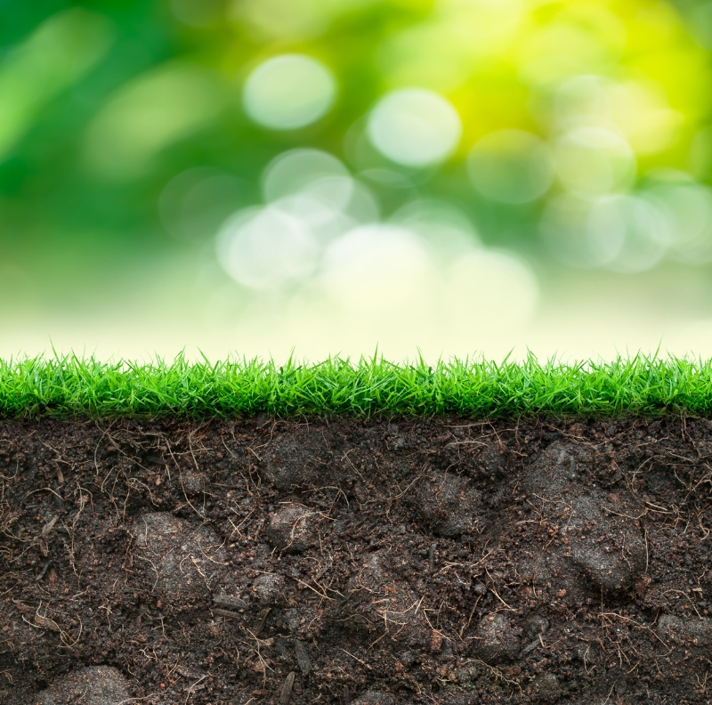 Discover the role of soil microbial activity in improving nutrient availability, soil fertility, and long-term crop productivity.