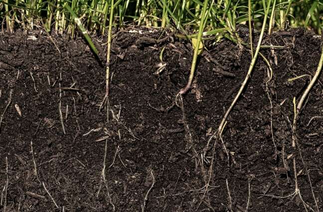 Discover the role of soil microbial activity in improving nutrient availability, soil fertility, and long-term crop productivity.