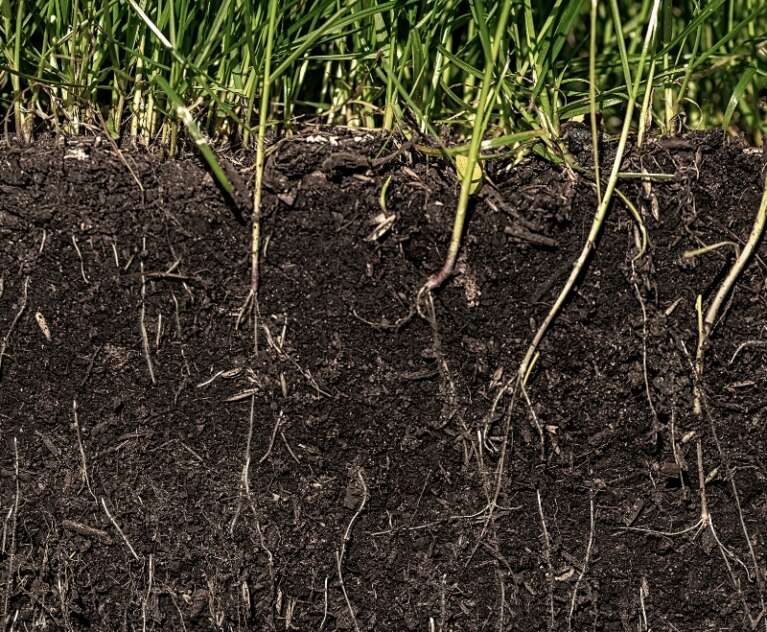 Discover the role of soil microbial activity in improving nutrient availability, soil fertility, and long-term crop productivity.