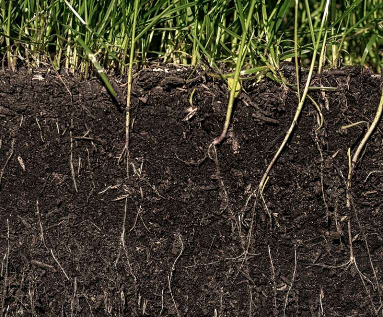 Discover the role of soil microbial activity in improving nutrient availability, soil fertility, and long-term crop productivity.