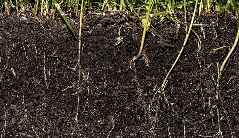 Discover the role of soil microbial activity in improving nutrient availability, soil fertility, and long-term crop productivity.