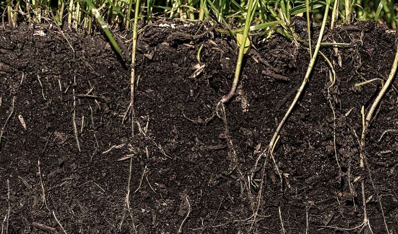 Discover the role of soil microbial activity in improving nutrient availability, soil fertility, and long-term crop productivity.