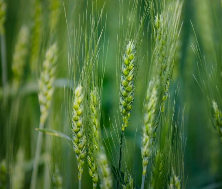 Discover how organic manure enhances soil fertility, boosts microbial activity, and supports long-term crop productivity for sustainable agriculture.