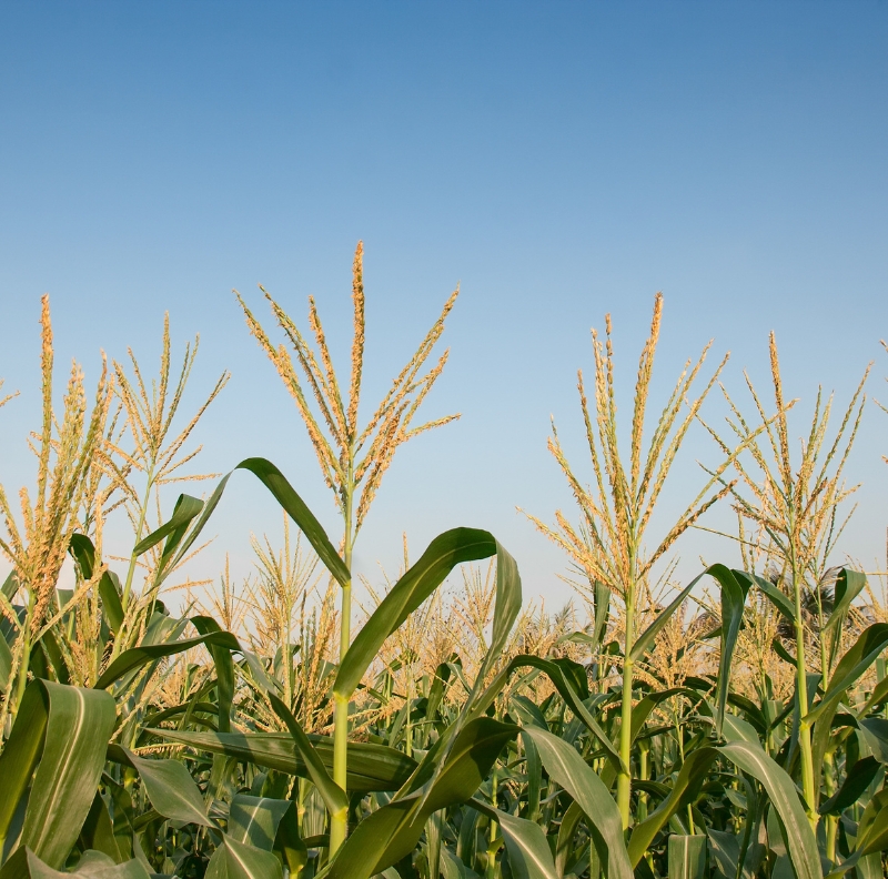 Discover how organic manure enhances soil fertility, boosts microbial activity, and supports long-term crop productivity for sustainable agriculture.