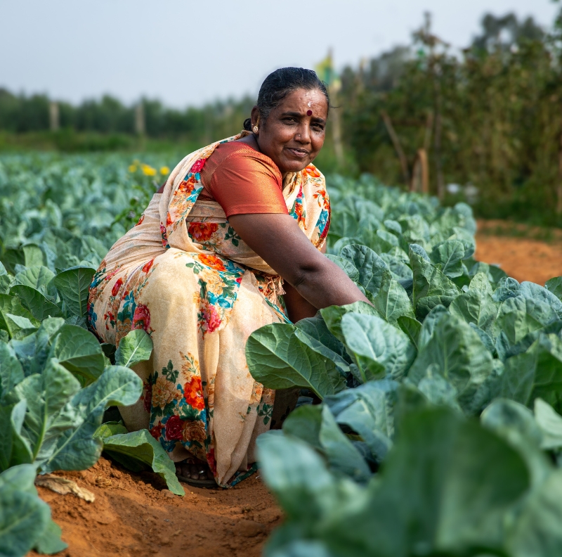 Discover how organic manure enhances soil fertility, boosts microbial activity, and supports long-term crop productivity for sustainable agriculture.